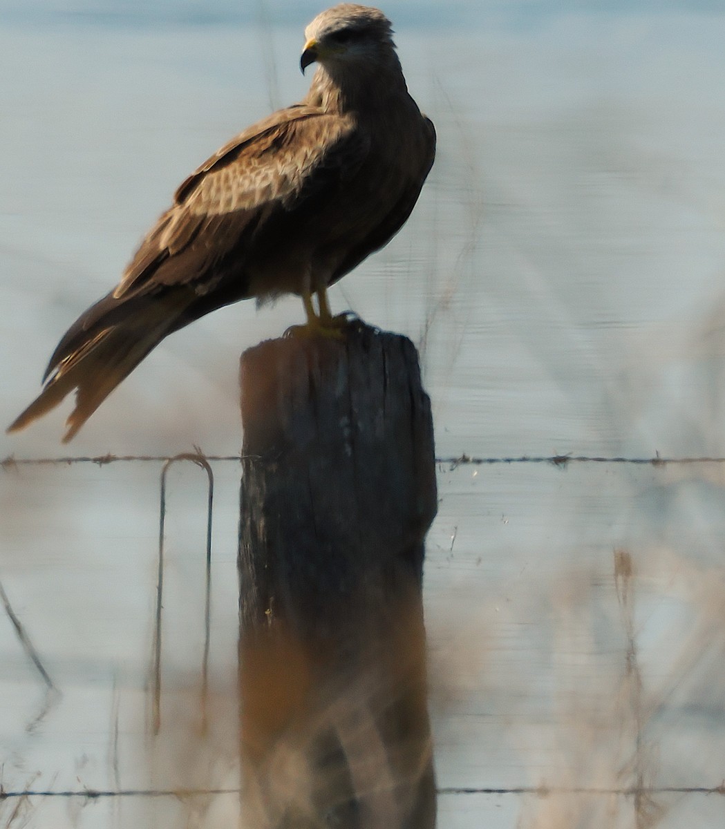 Black Kite - ML641899609