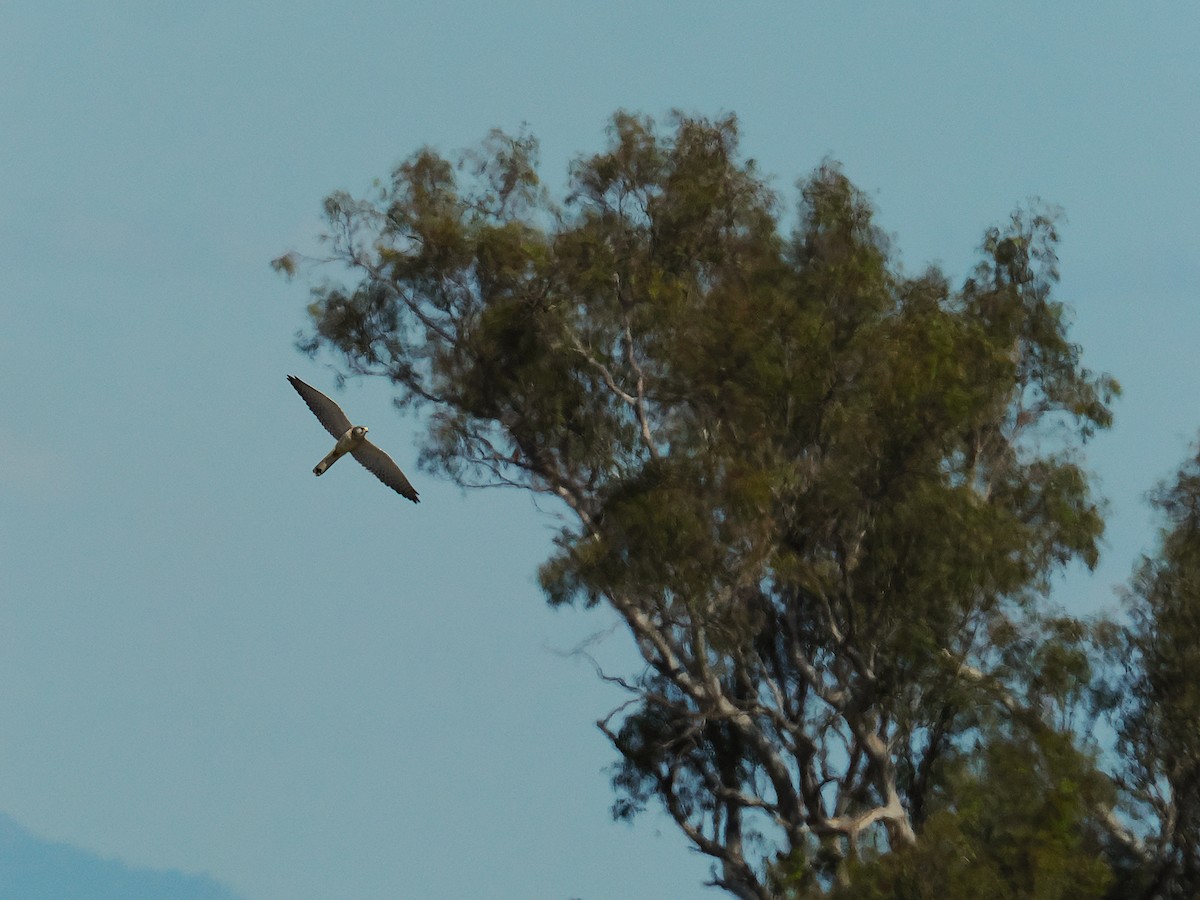 Nankeen Kestrel - ML641899615