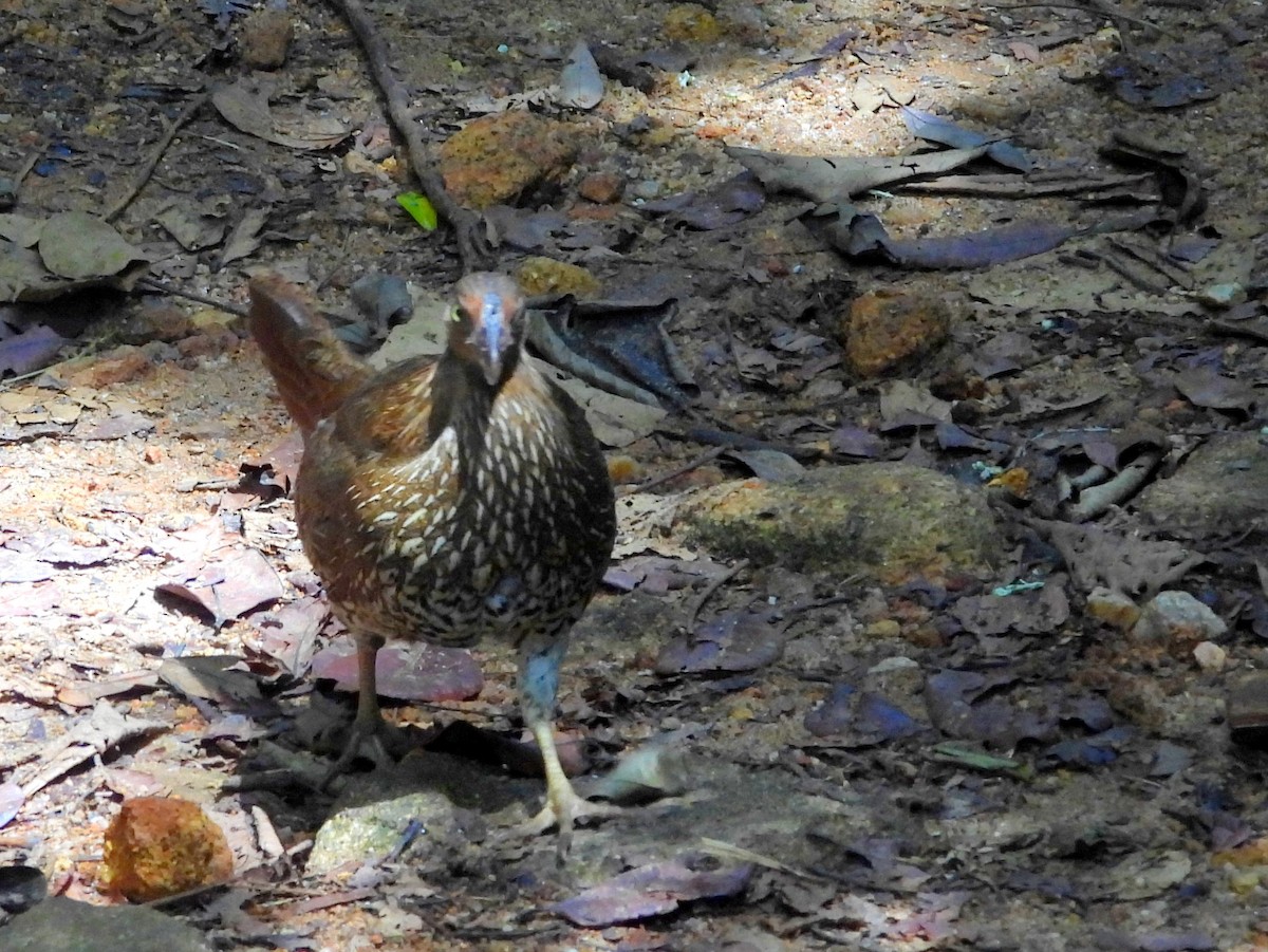 Sri Lanka Junglefowl - ML641899619