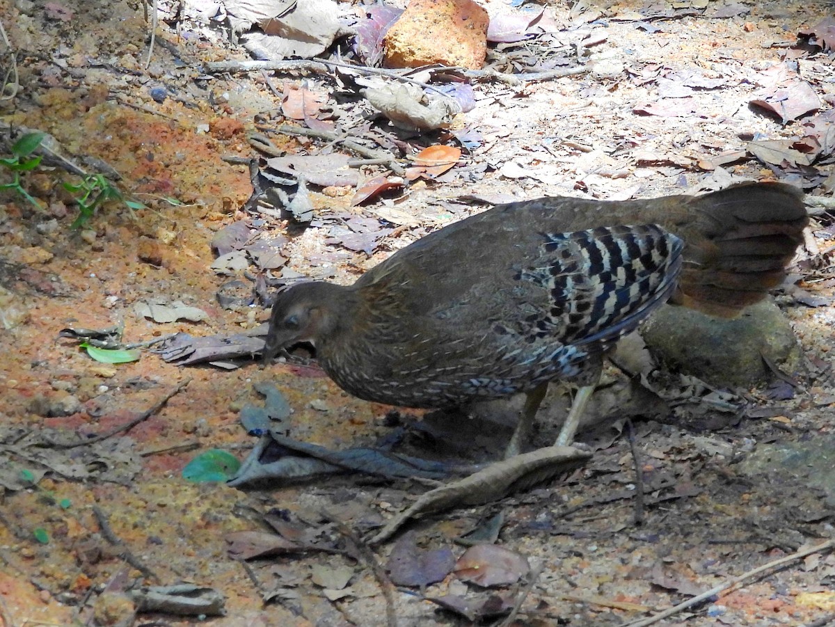 Sri Lanka Junglefowl - ML641899620