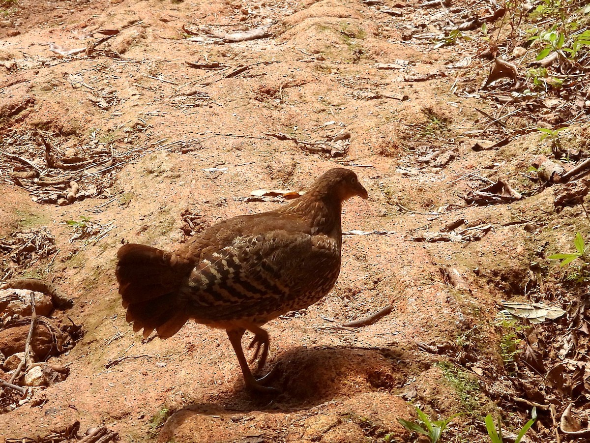 Sri Lanka Junglefowl - ML641899622