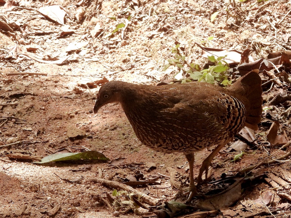 Sri Lanka Junglefowl - ML641899624