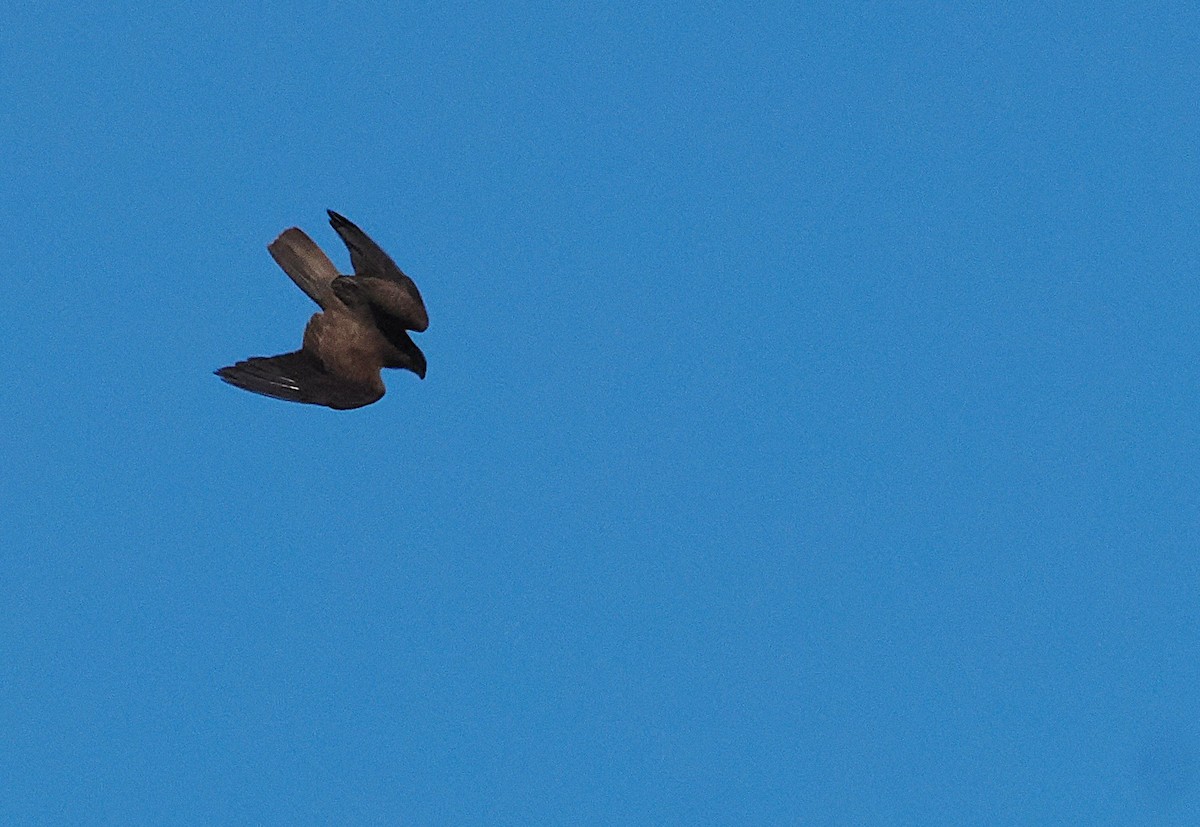 Black Falcon - ML641899625