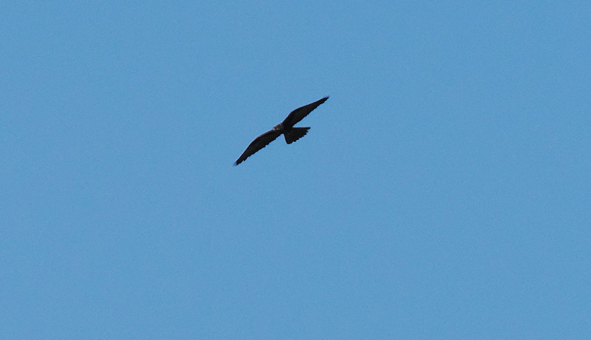 Black Falcon - ML641899626