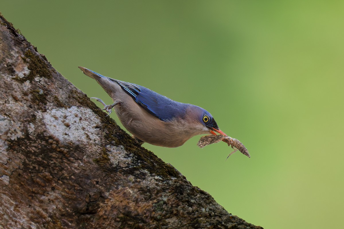 Velvet-fronted Nuthatch - ML641899677