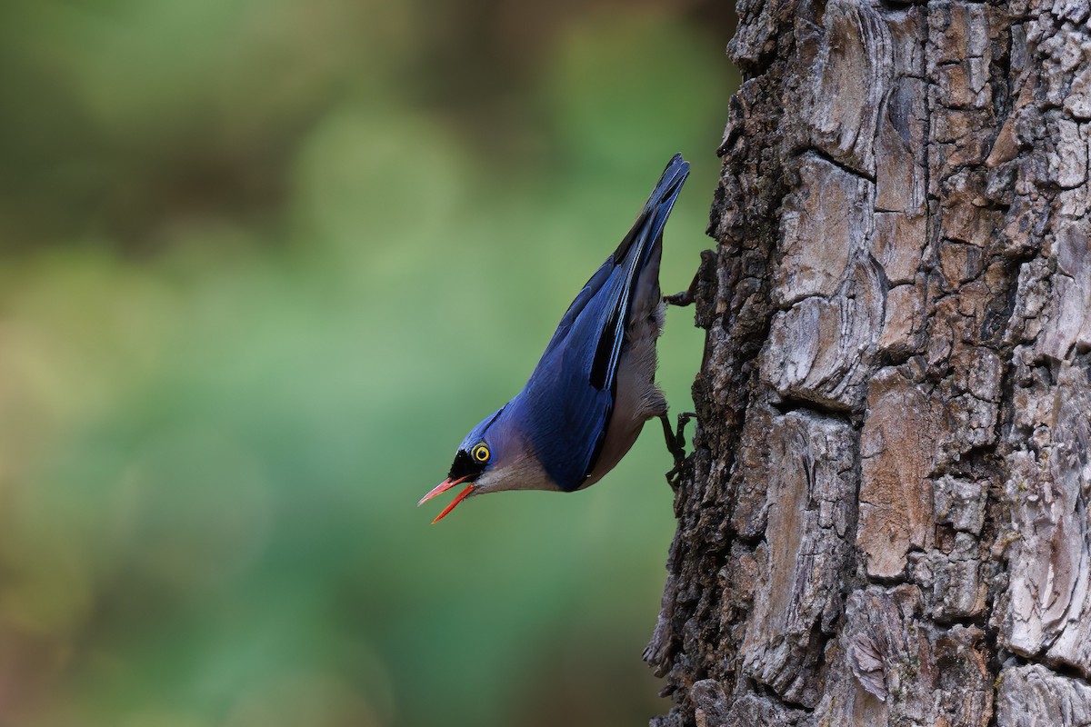 Velvet-fronted Nuthatch - ML641899678