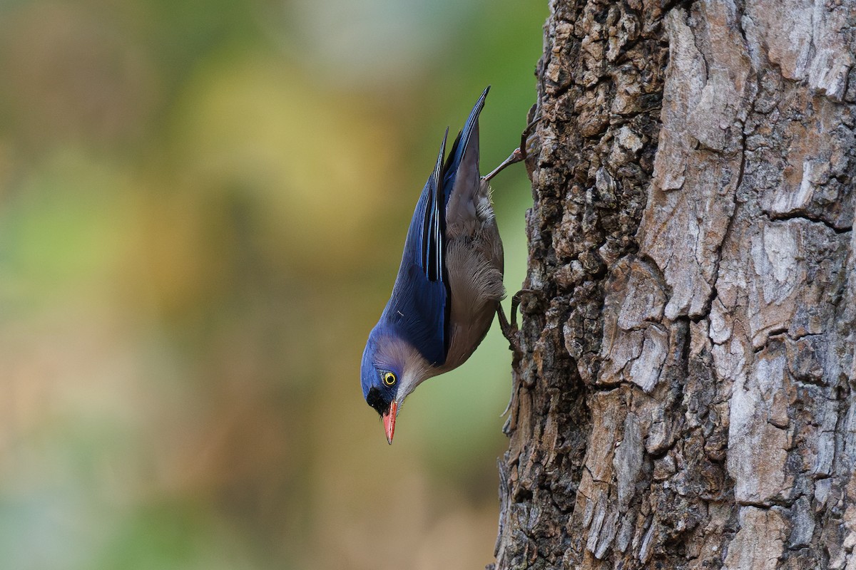 Velvet-fronted Nuthatch - ML641899679