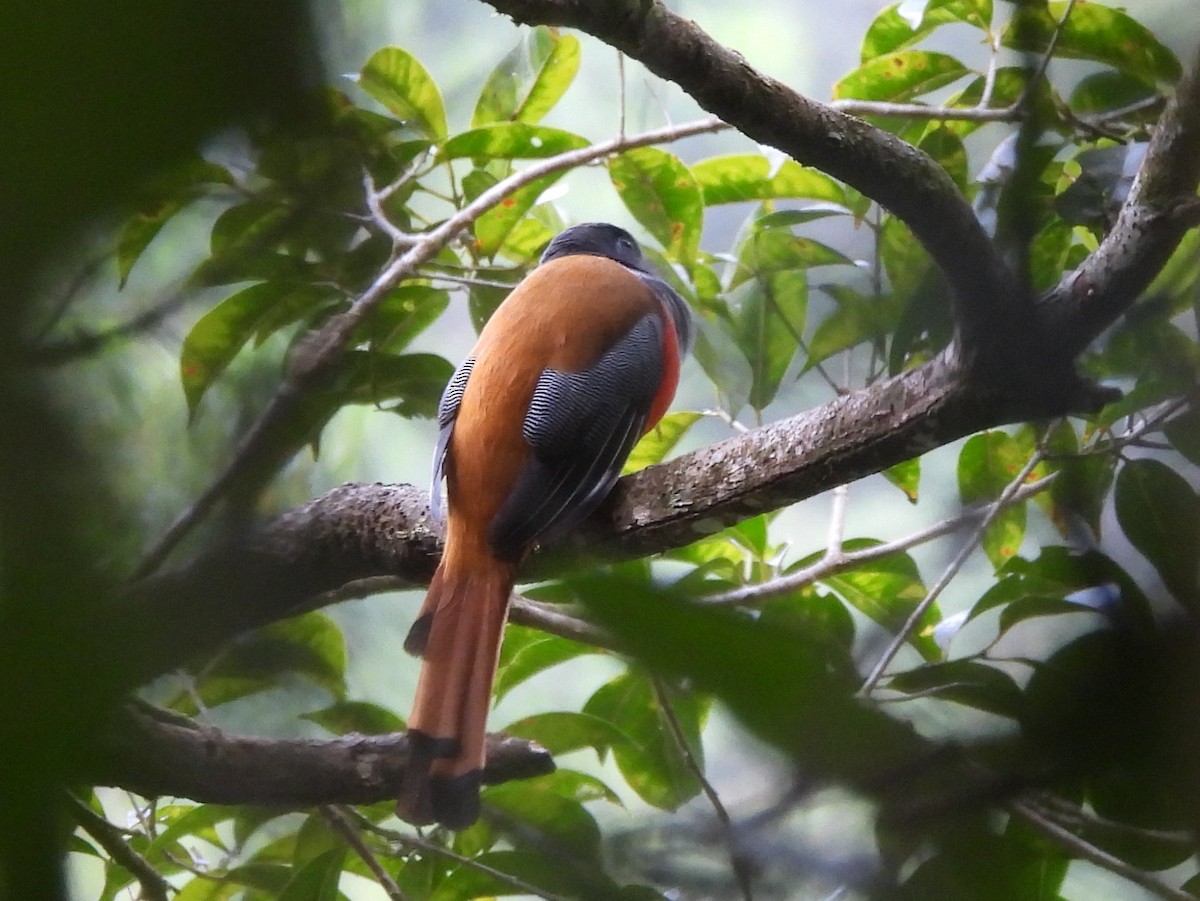 Malabar Trogon - ML641899682