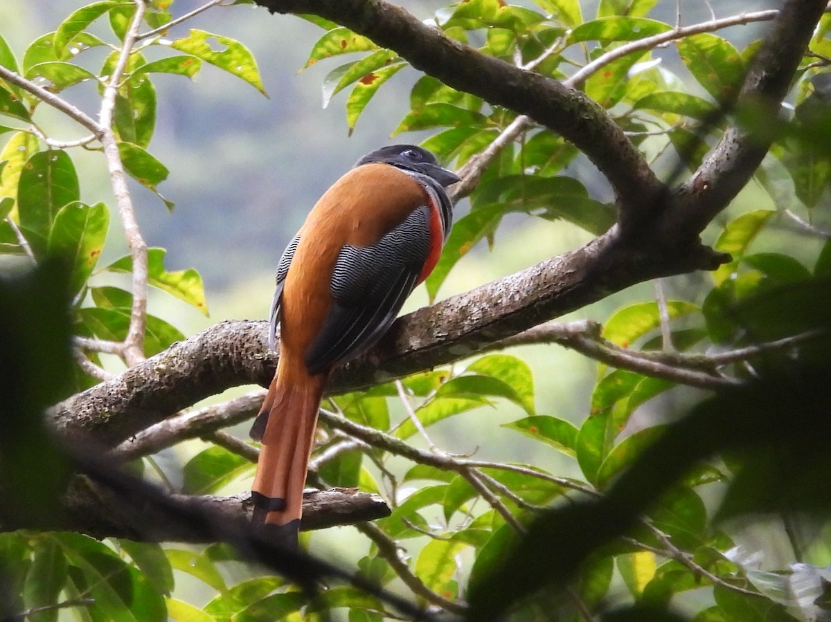 Malabar Trogon - ML641899683