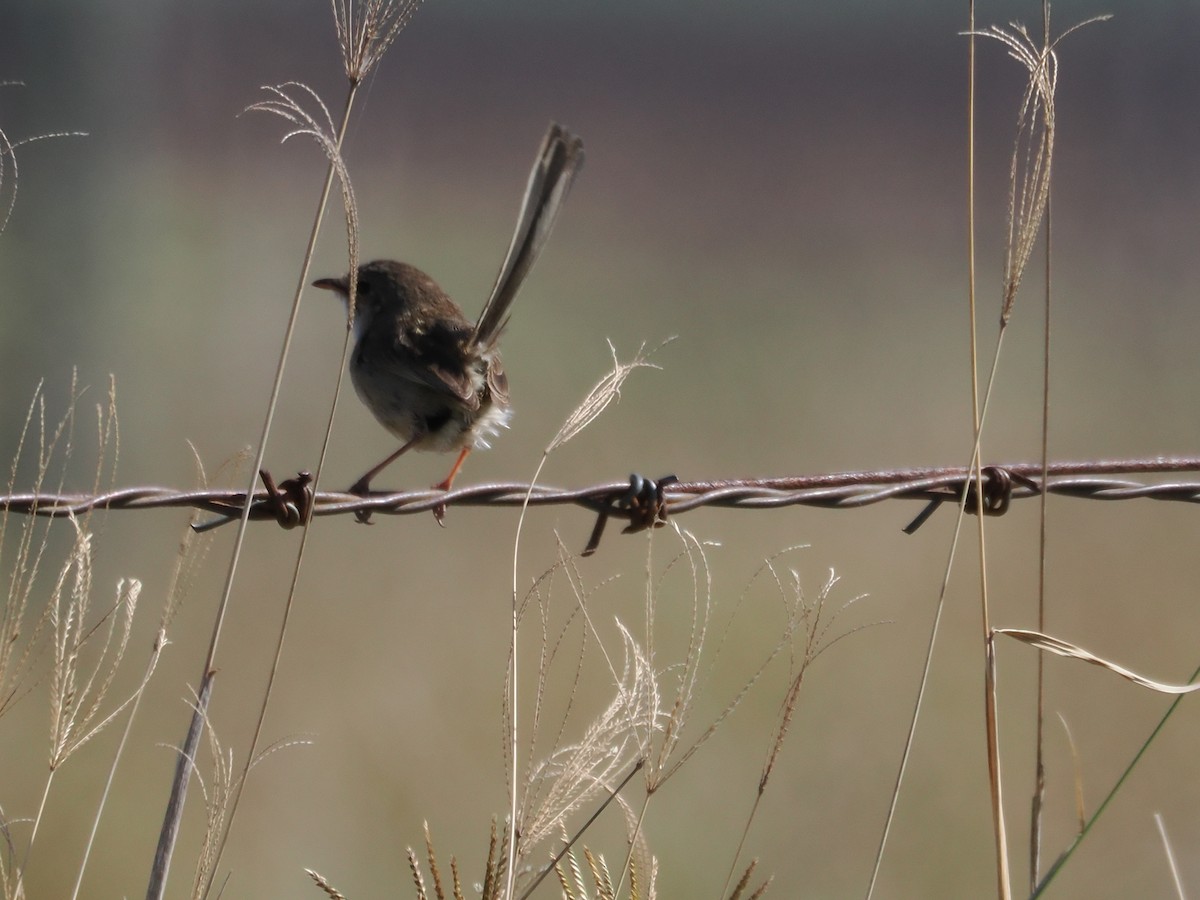 Red-backed Fairywren - ML641899688