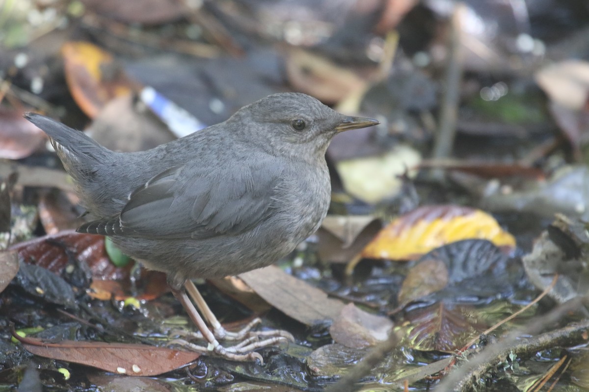 American Dipper - ML641899690