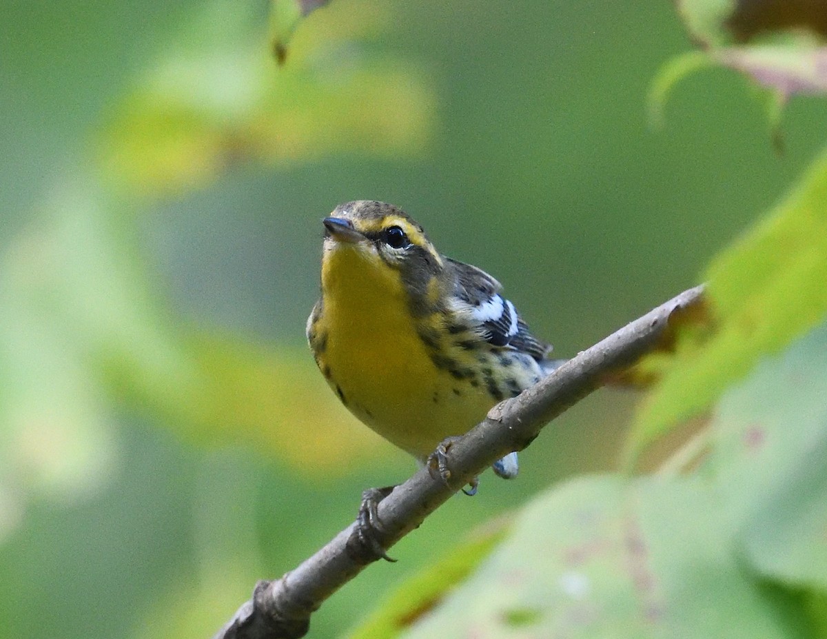 Blackburnian Warbler - ML641899697