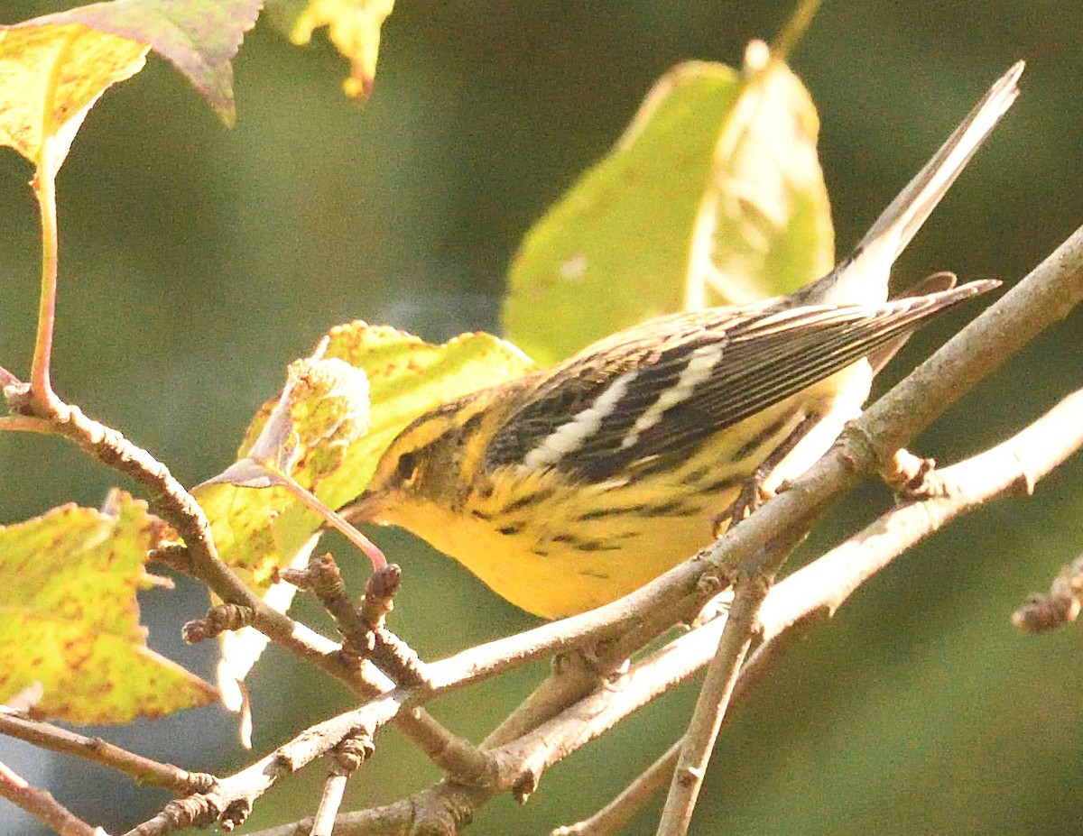 Blackburnian Warbler - ML641899698
