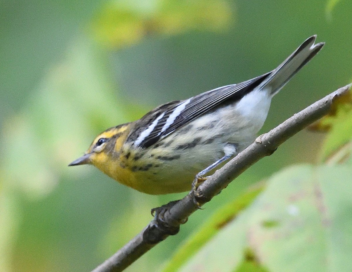 Blackburnian Warbler - ML641899699