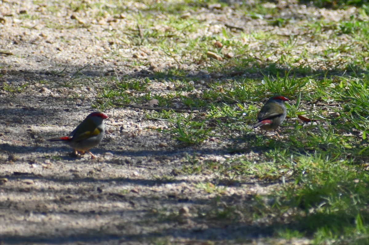 Red-browed Firetail - ML641899700
