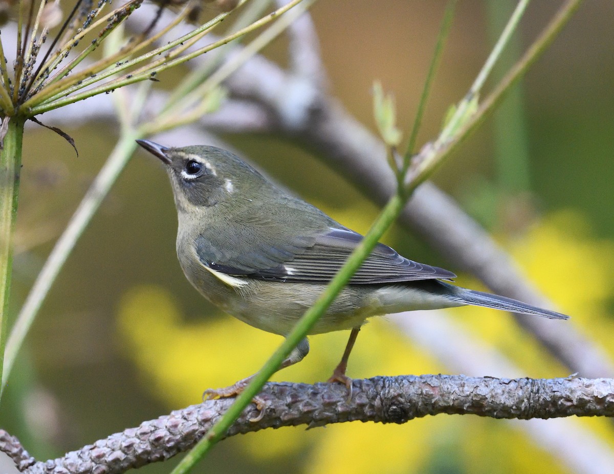 Black-throated Blue Warbler - ML641899726