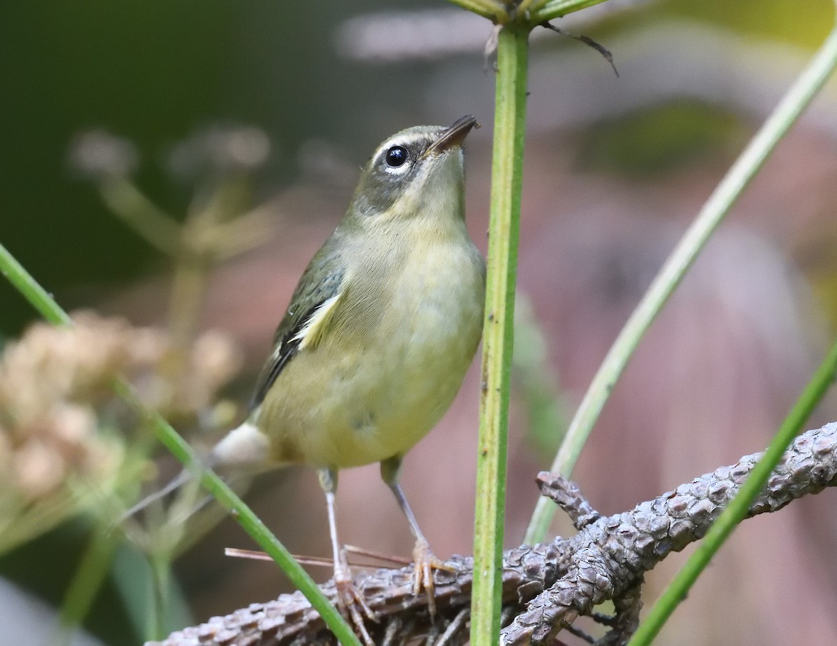 Black-throated Blue Warbler - ML641899727