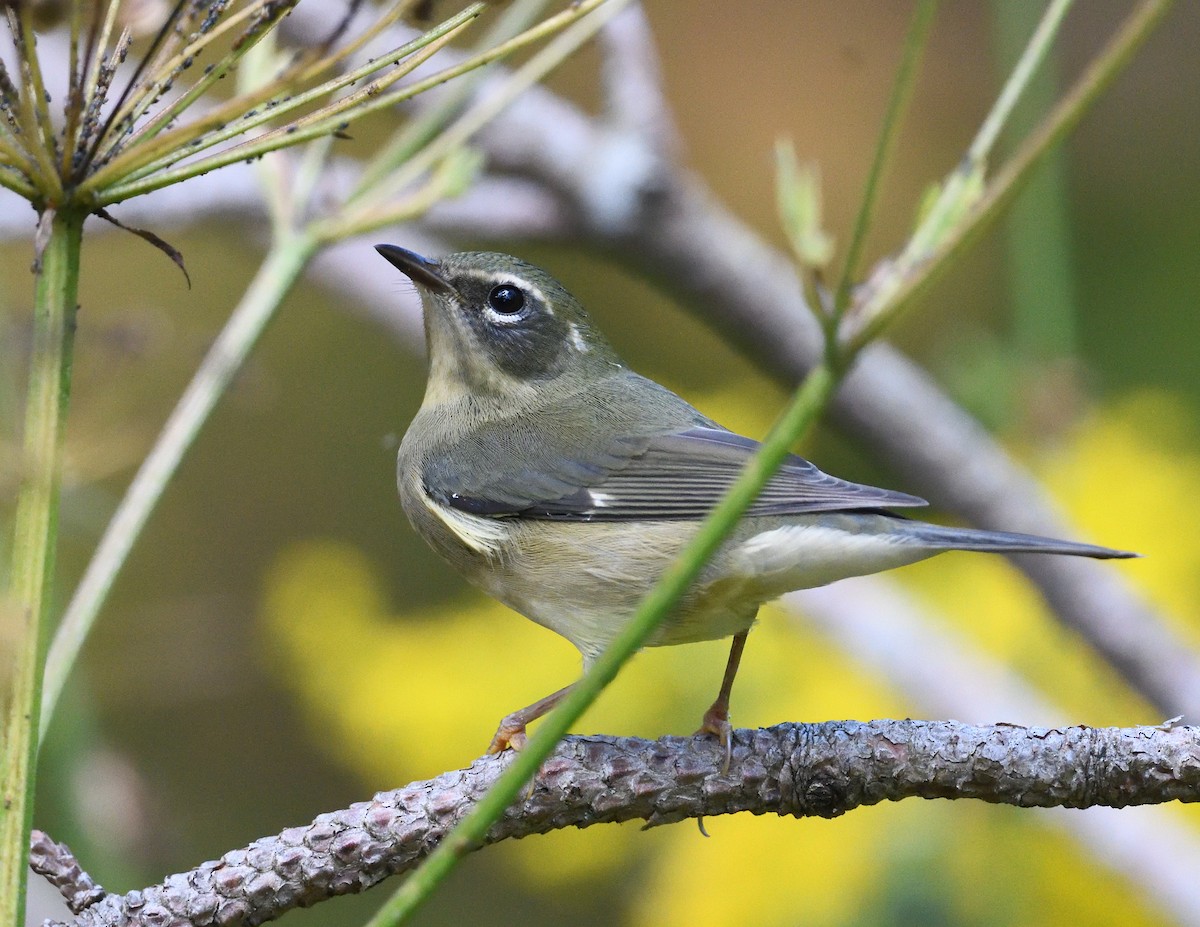 Black-throated Blue Warbler - ML641899728