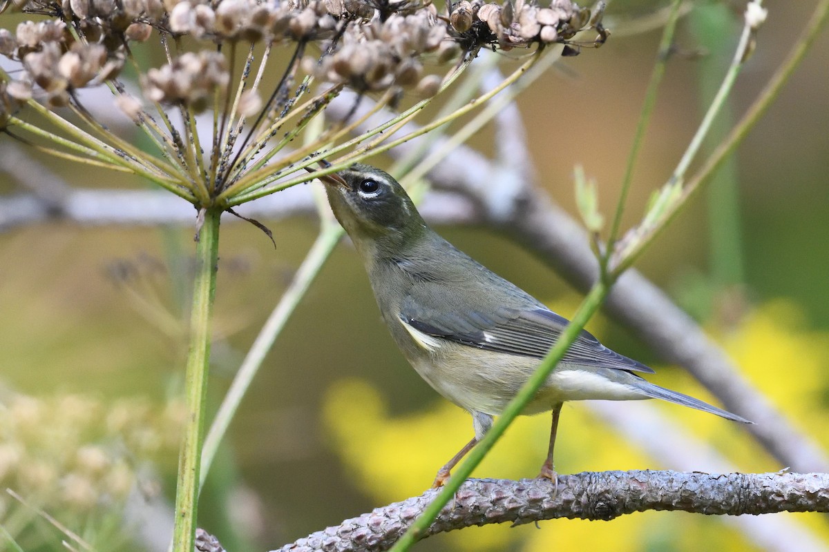 Black-throated Blue Warbler - ML641899729