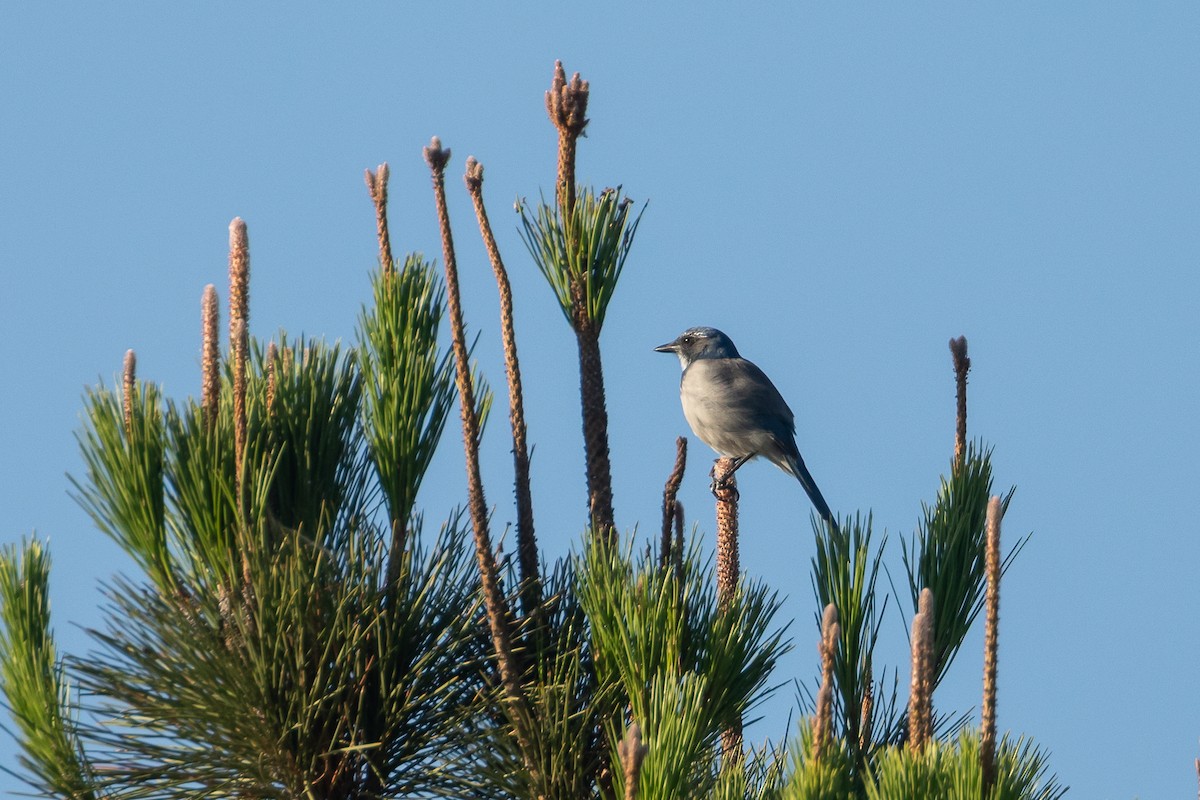 krattskrike - ML641899733