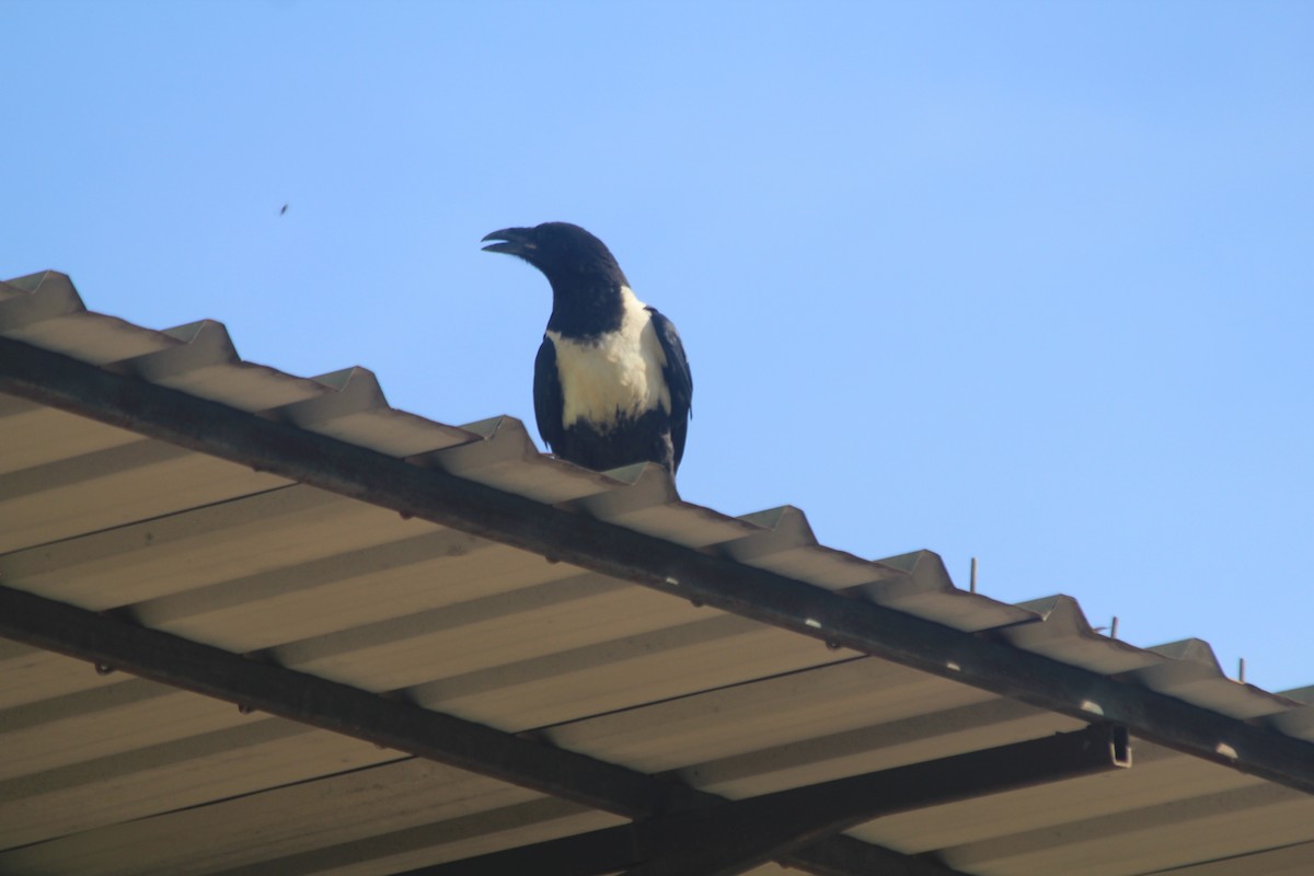 Corbeau pie - ML641899734