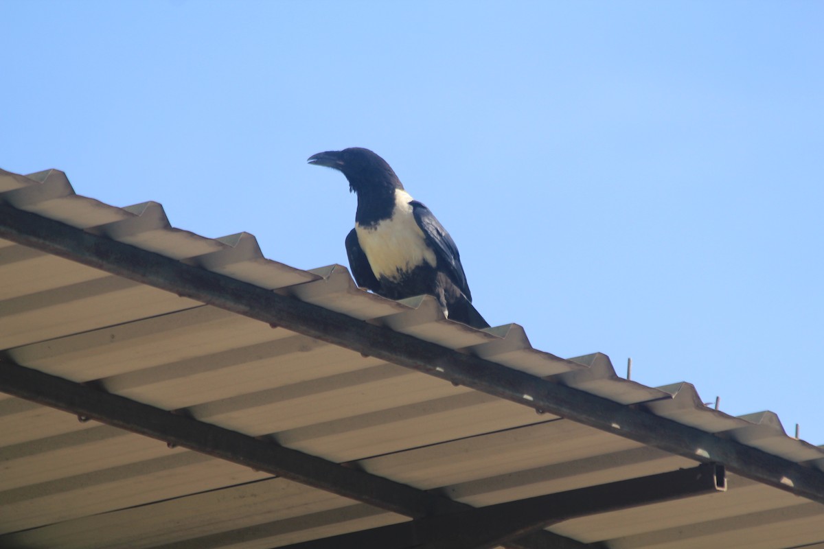 Corbeau pie - ML641899735