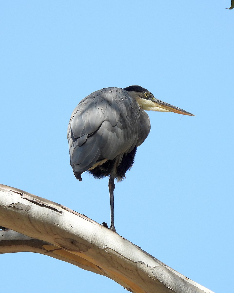 Great Blue Heron - ML641899740