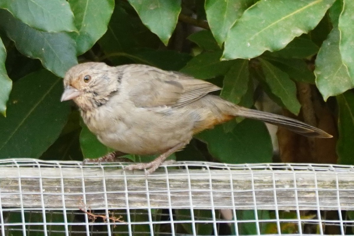 California Towhee - ML641899744