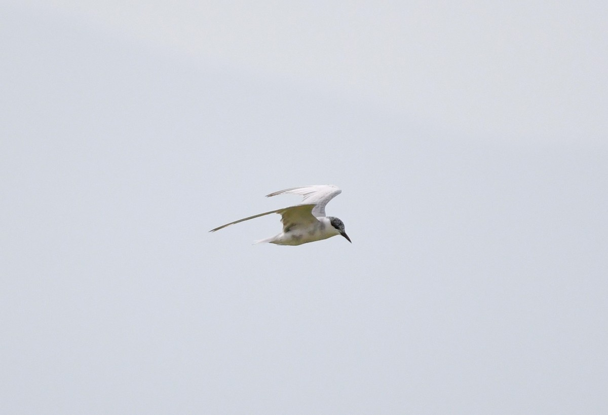 rybák bahenní - ML641899746