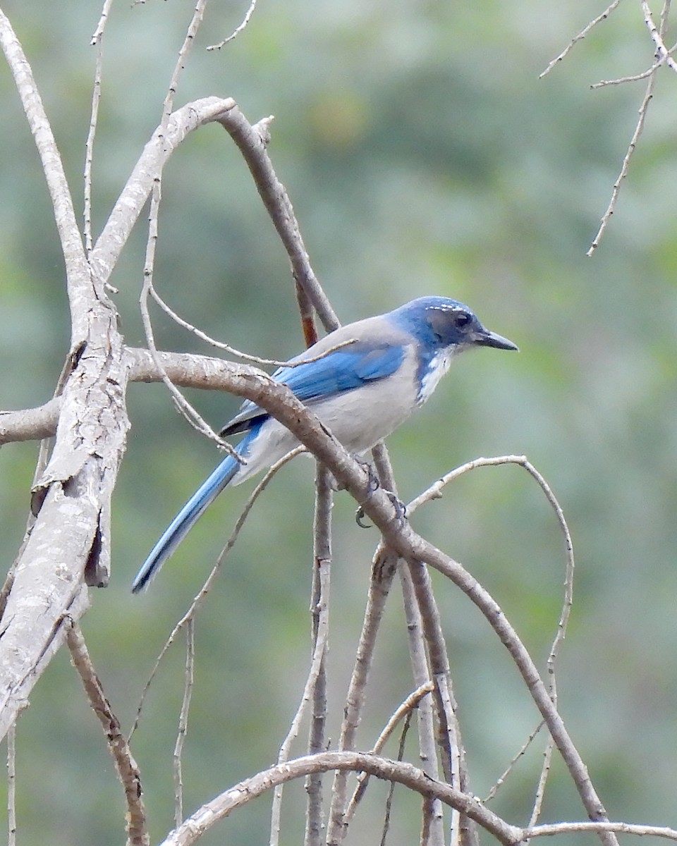 California Scrub-Jay - ML641899757