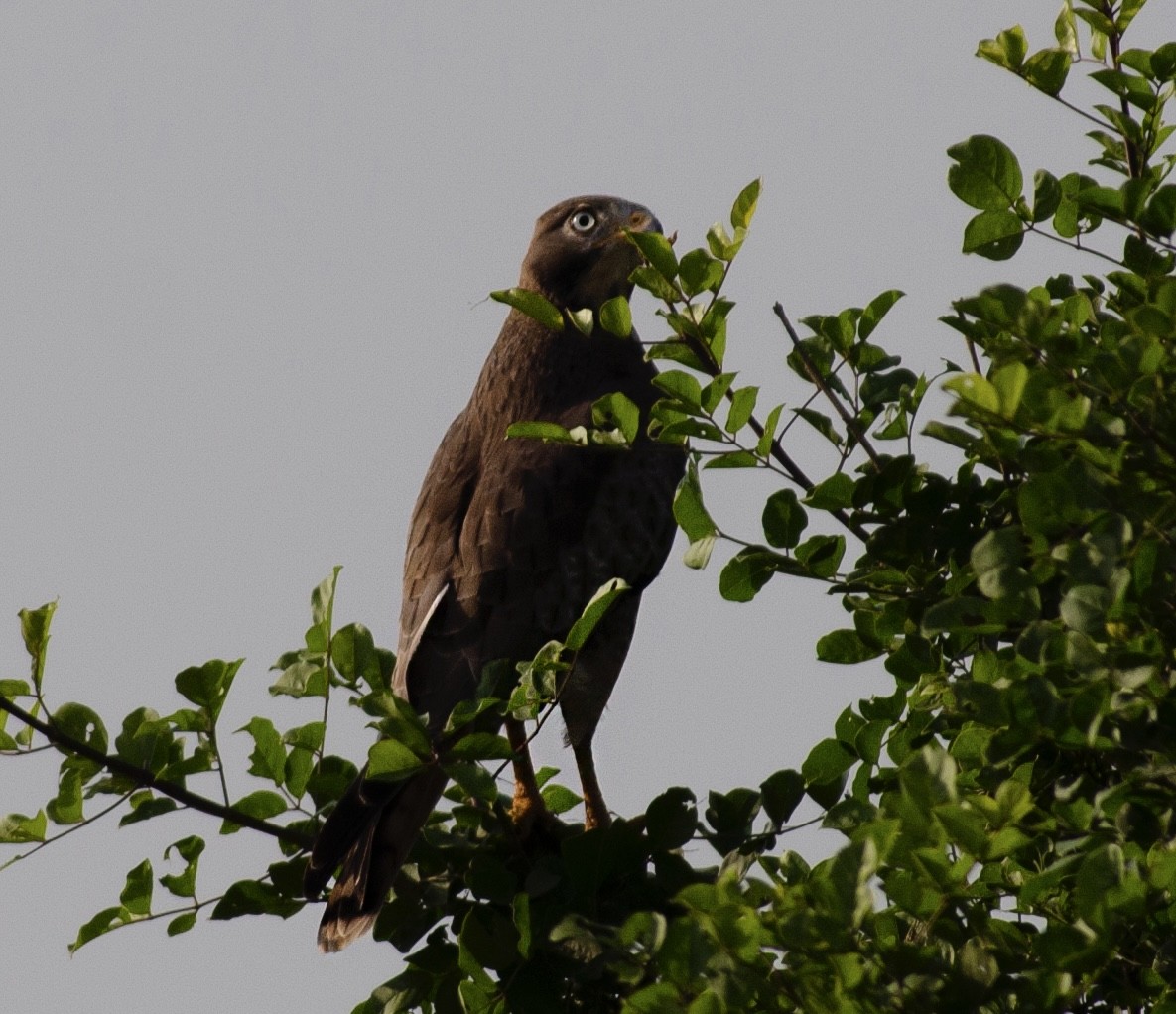 White-eyed Buzzard - ML641899765