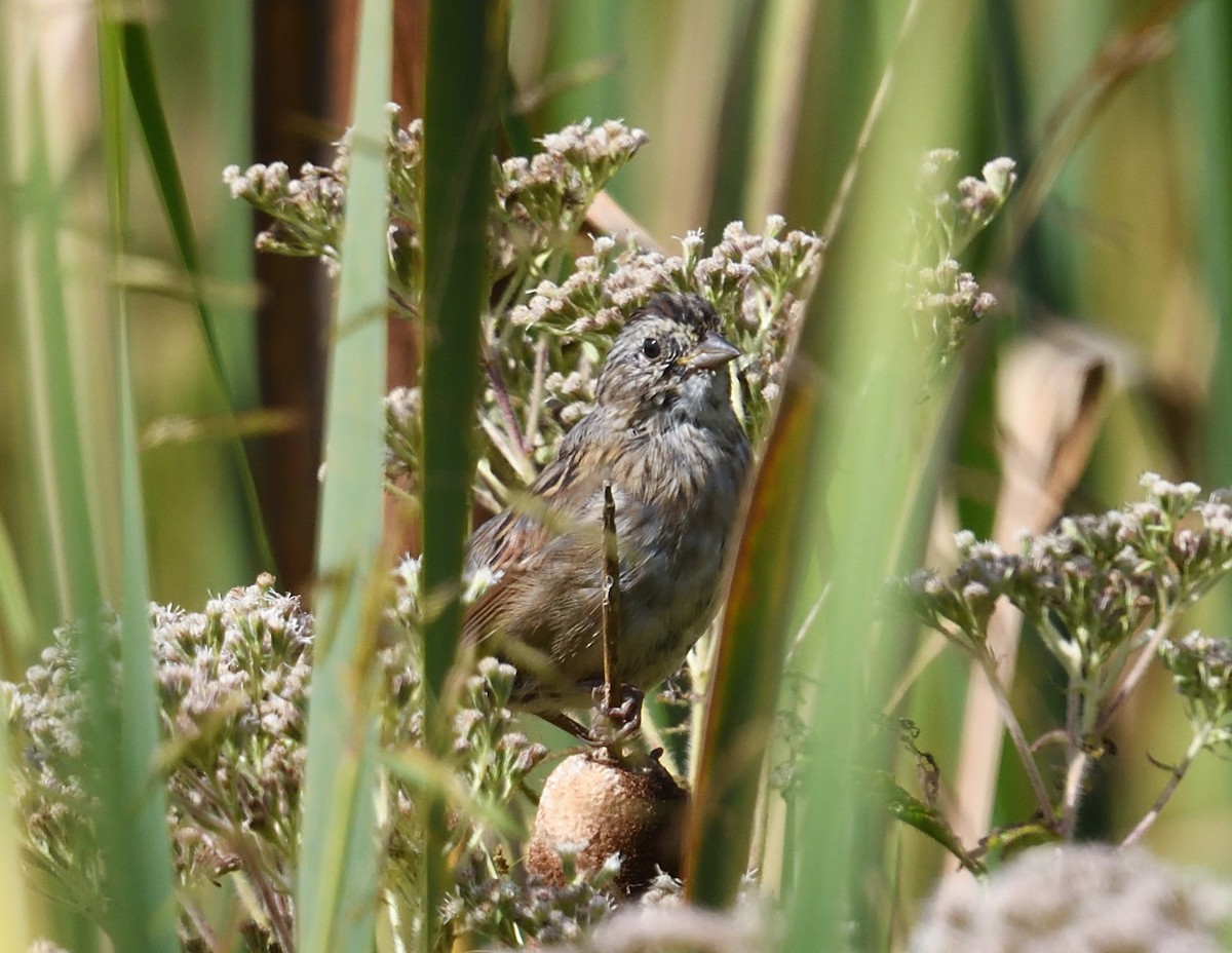 Swamp Sparrow - ML641899768