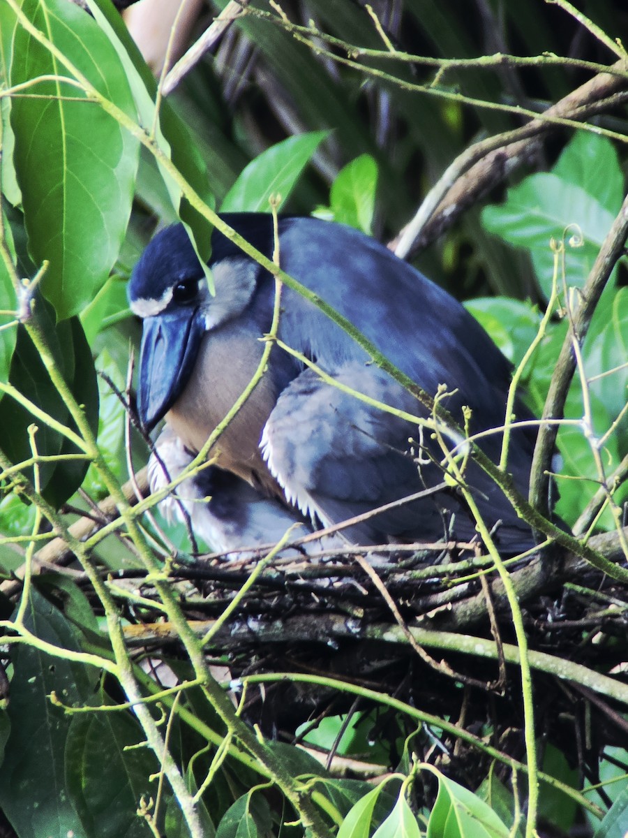 Boat-billed Heron - ML641899769