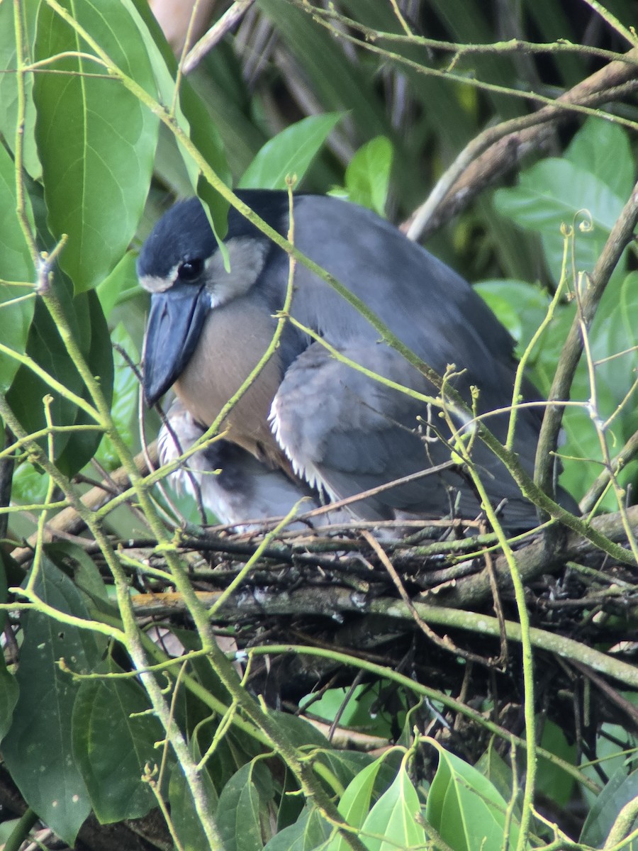 Boat-billed Heron - ML641899770