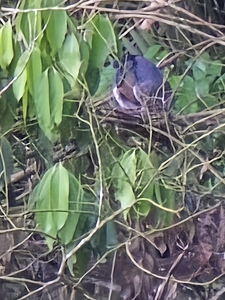 Boat-billed Heron - ML641899771