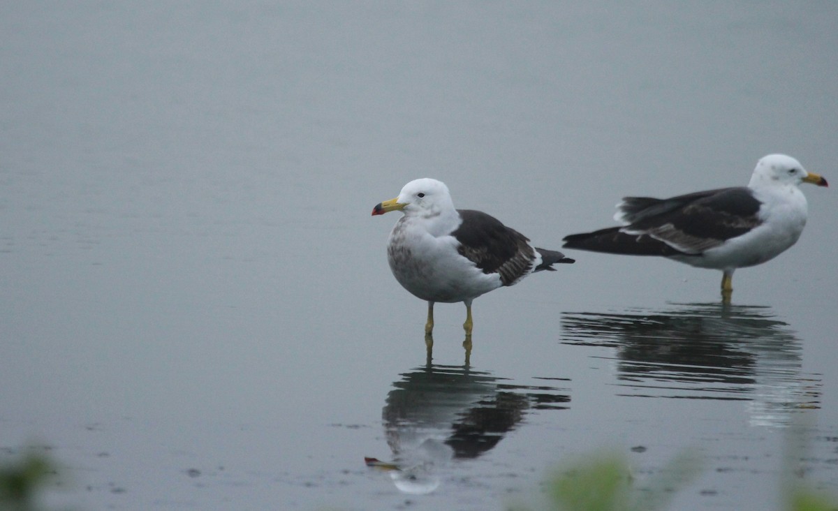Belcher's Gull - ML641899790
