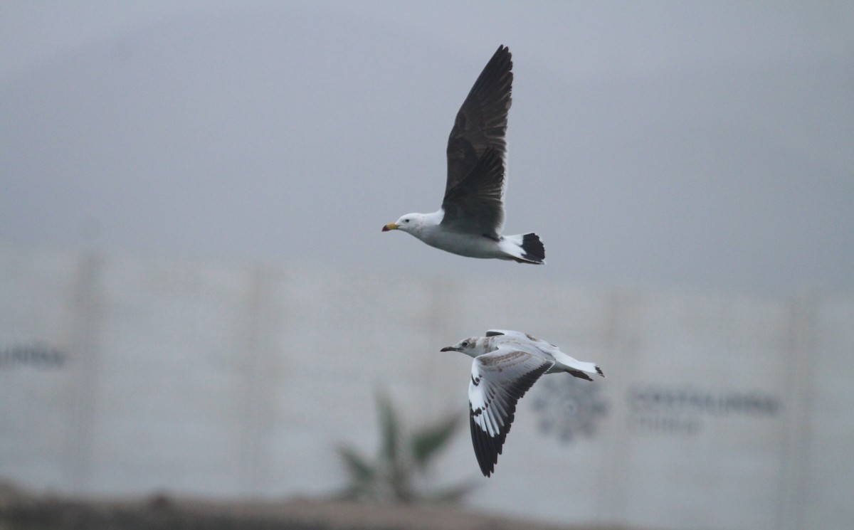 Belcher's Gull - ML641899791