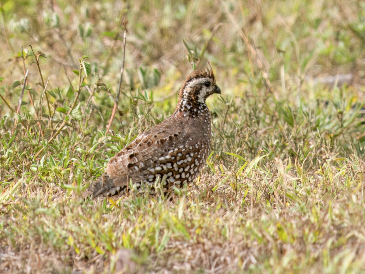 Spot-bellied Bobwhite - ML641899795