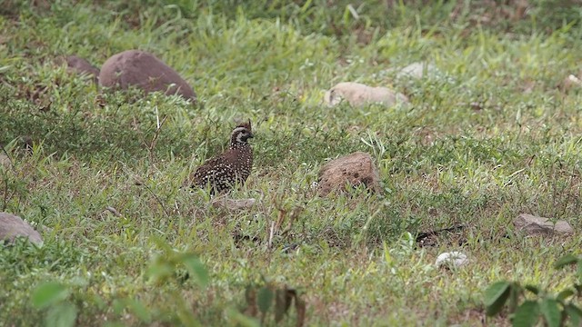 Spot-bellied Bobwhite - ML641899796