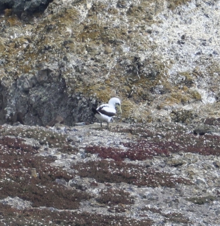 Masked Booby - ML641899797