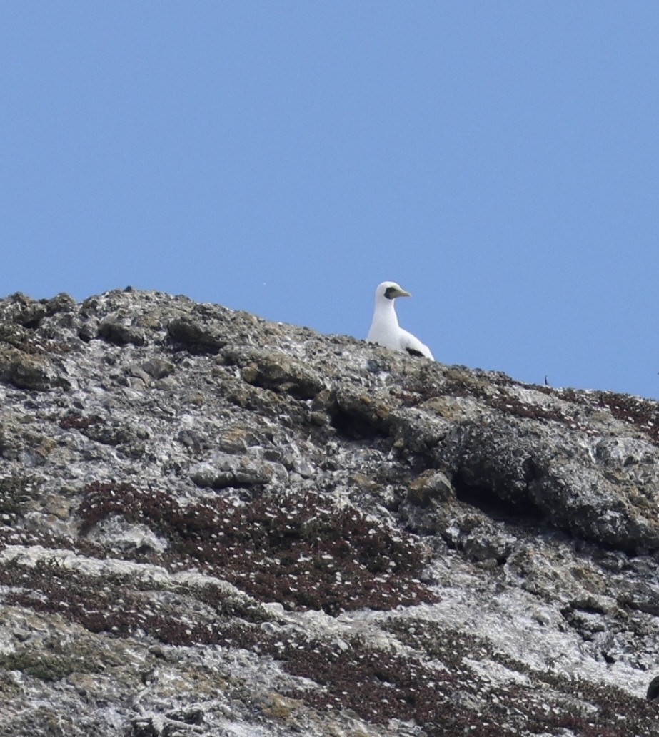 Masked Booby - ML641899798