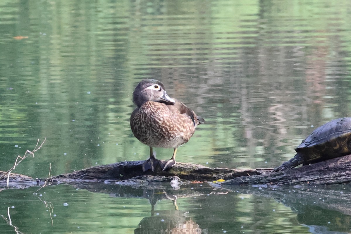 Canard branchu - ML641899825