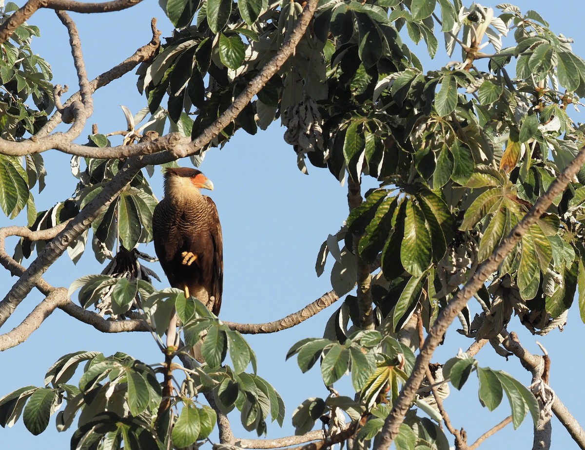 Crested Caracara - ML641899834
