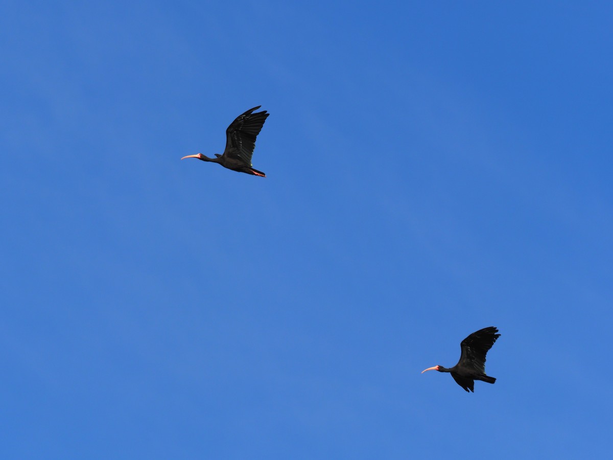 Bare-faced Ibis - ML641899836