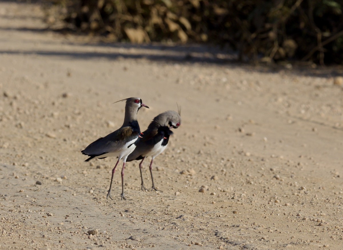 Southern Lapwing - ML641899837