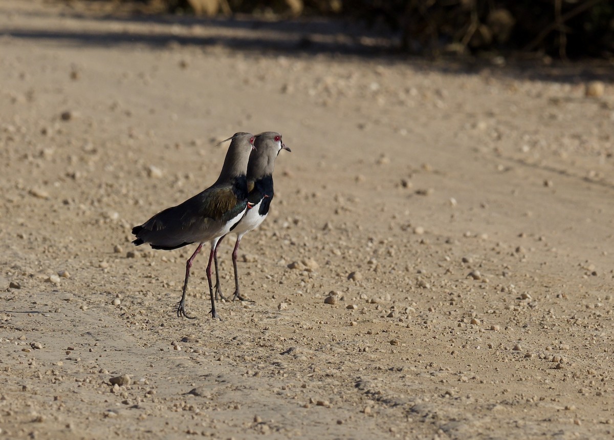 Southern Lapwing - ML641899838