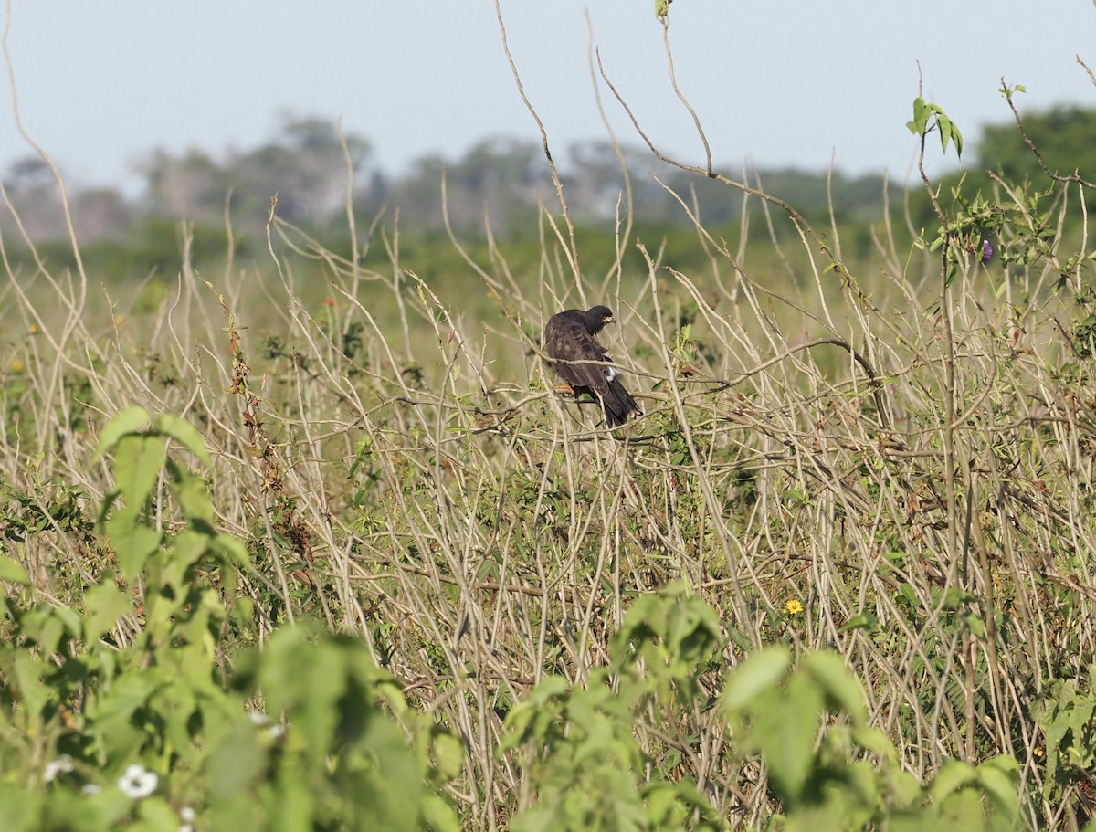 Snail Kite - ML641899844