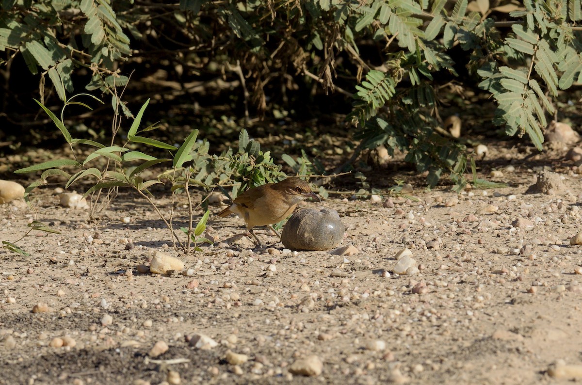Rufous Hornero - ML641899845