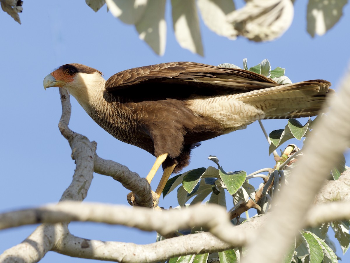Crested Caracara - ML641899846
