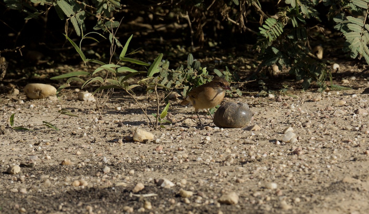 Rufous Hornero - ML641899847